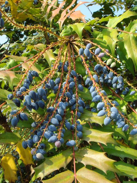 Mahonia x media 'Charity' fruit